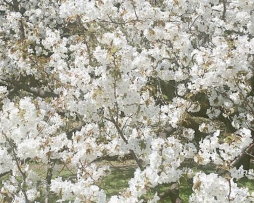桜１