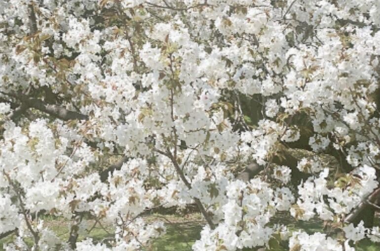 桜１