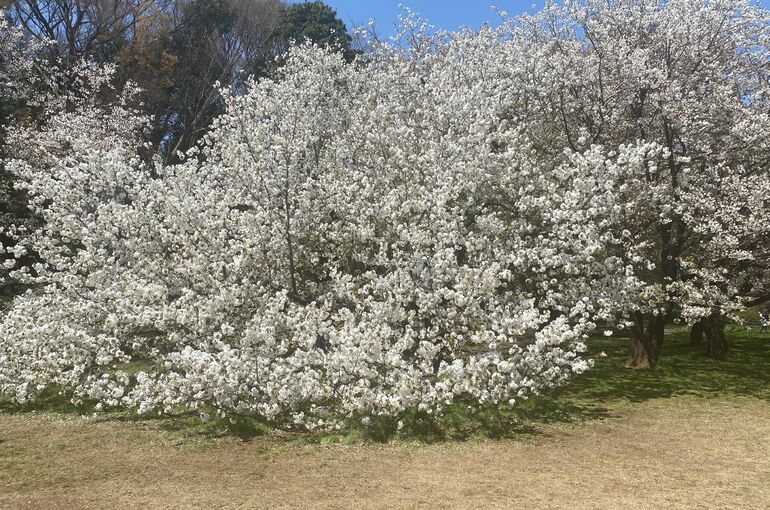 桜4