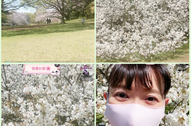 桜５